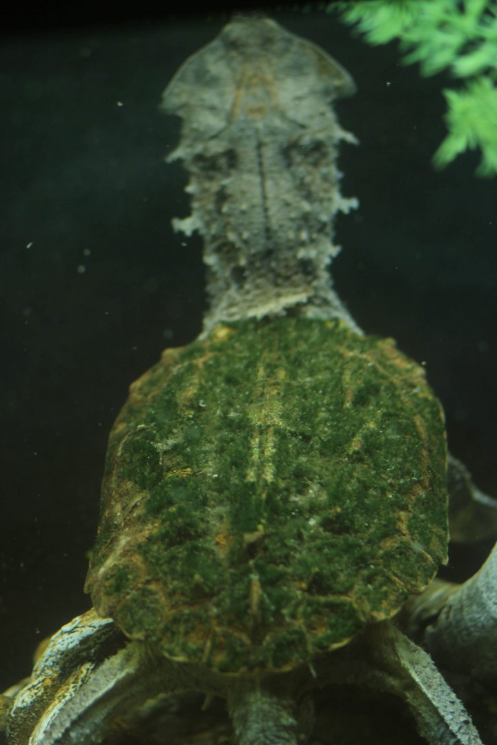 Matamata Jan. 16, 2016