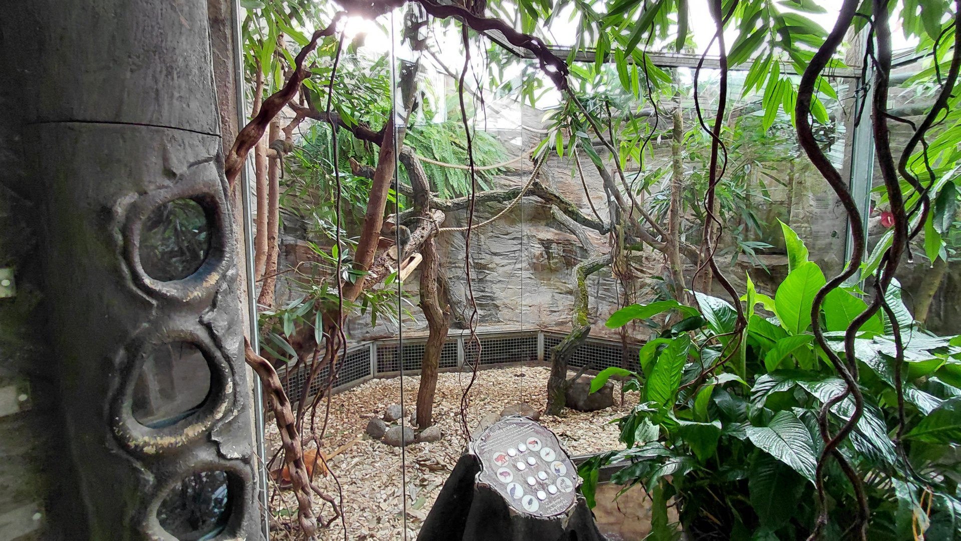 Matamata - Marmoset+tamarin indoor exhibit