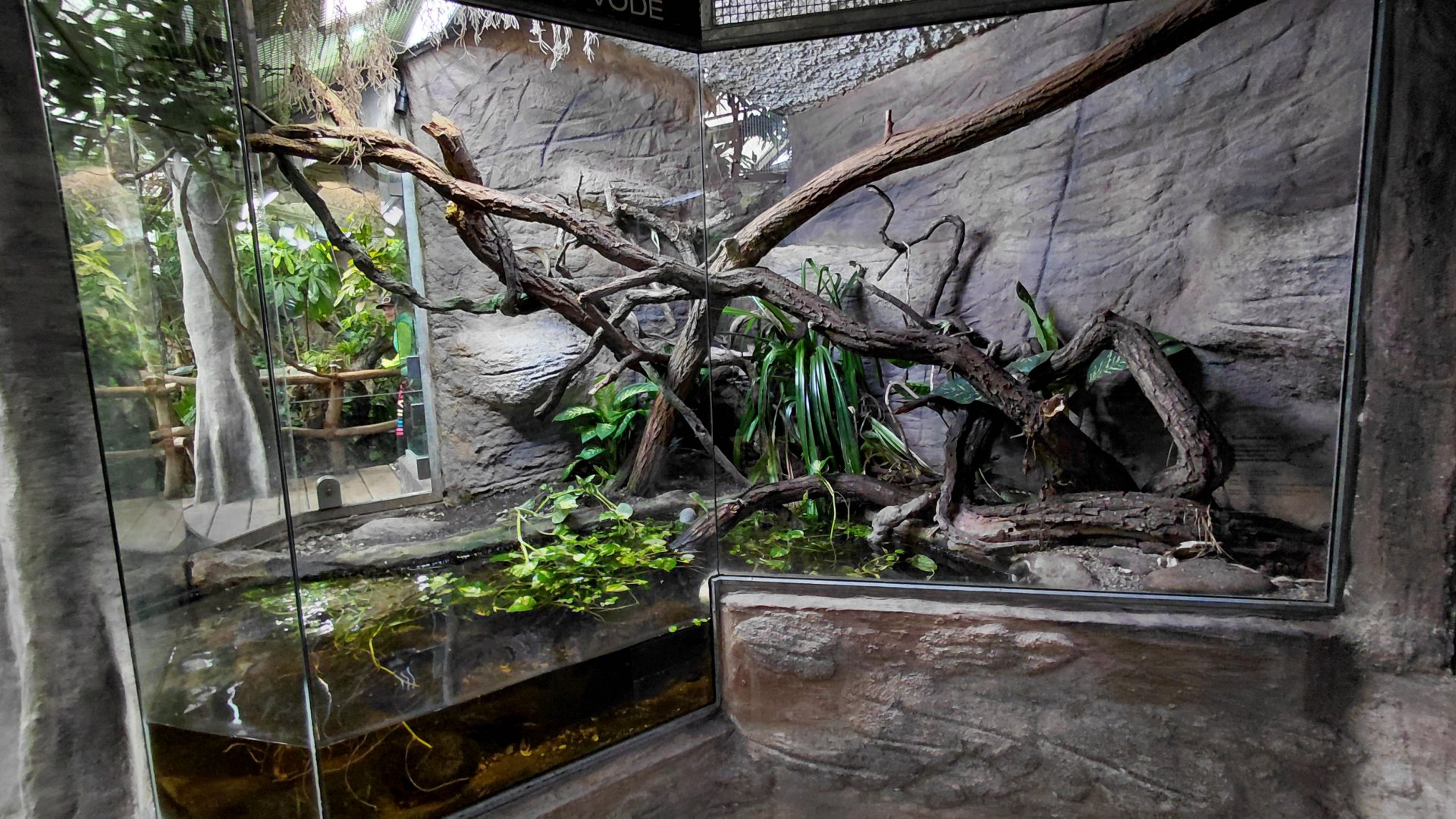 Matamata - Northern caiman lizard exhibit