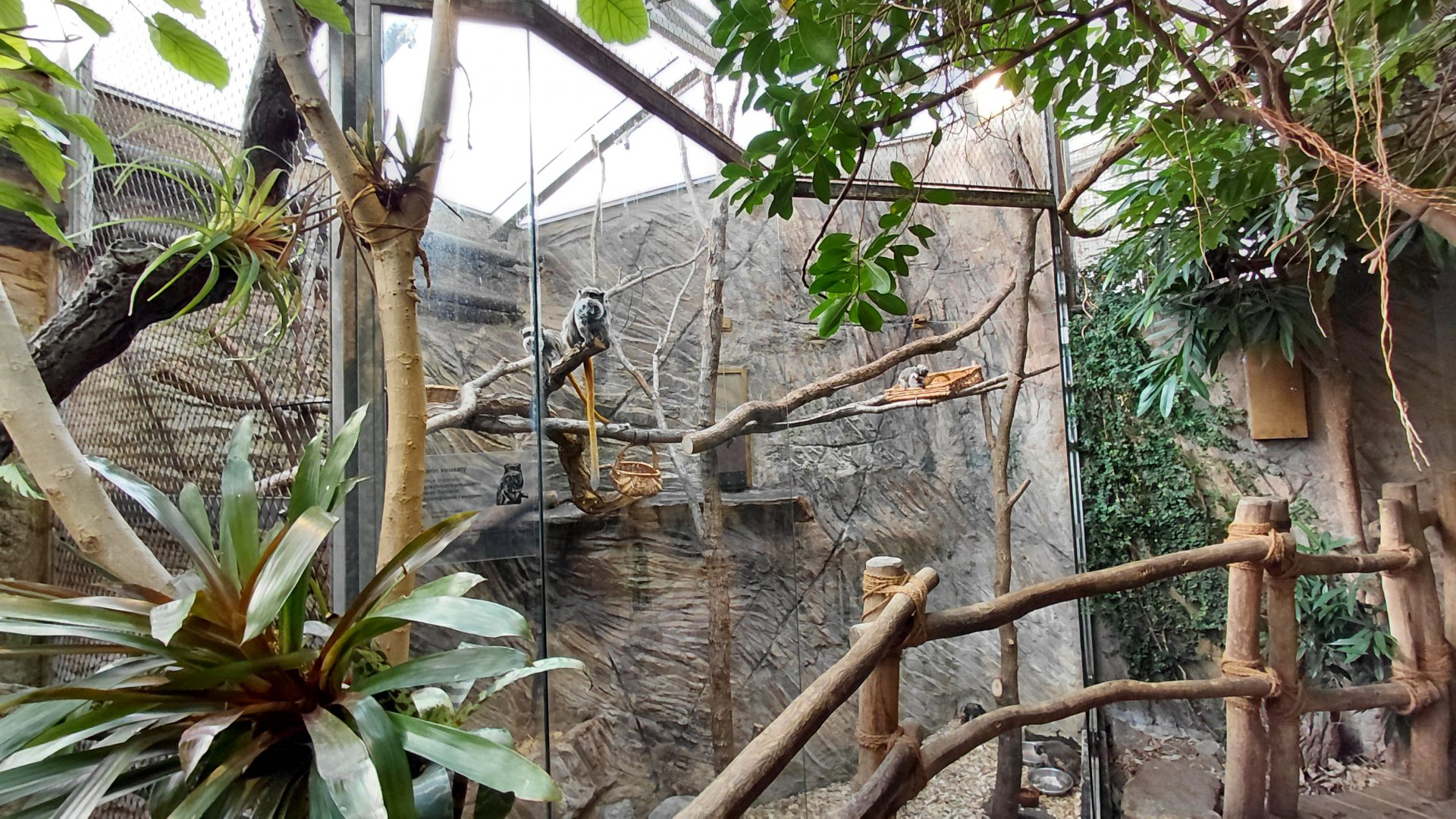 Matamata - tamarin indoor exhibit