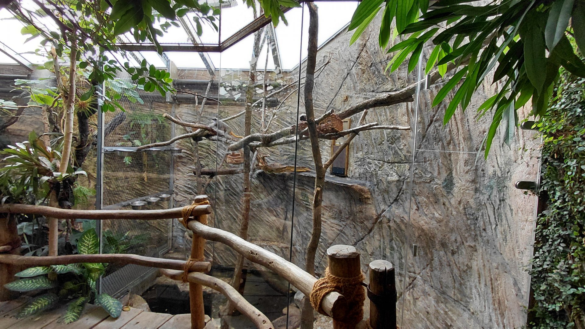 Matamata - tamarin indoor exhibit
