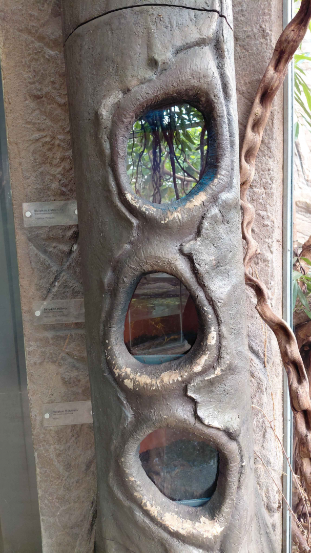 Matamata - tarantula exhibits