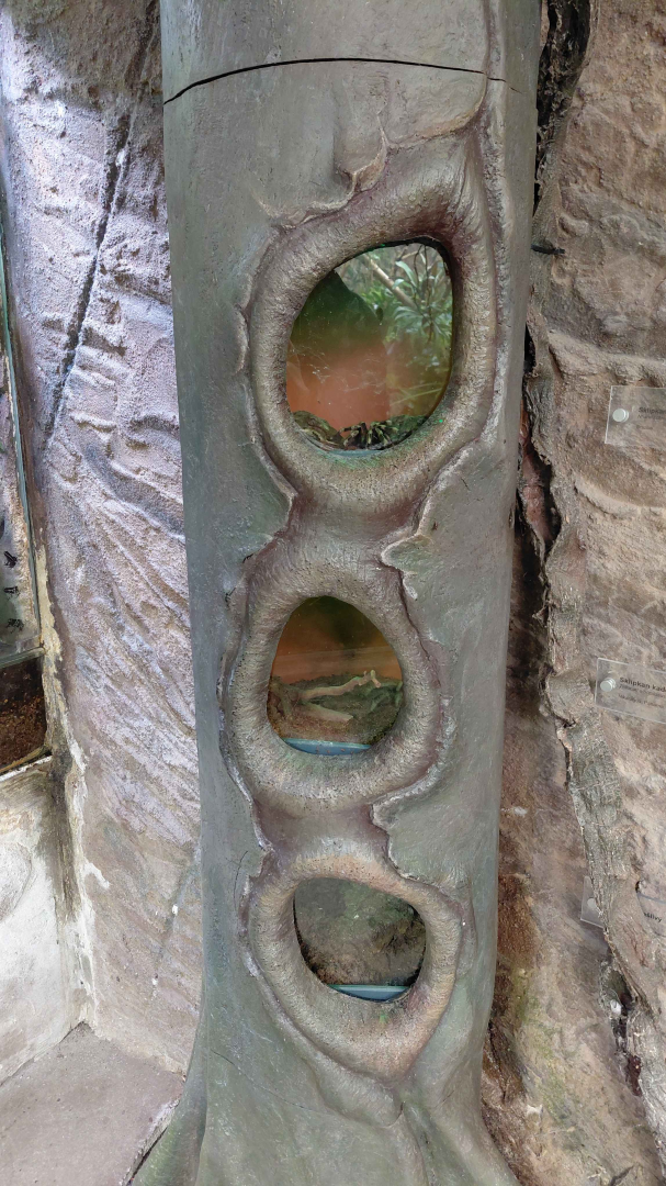 Matamata - tarantula exhibits