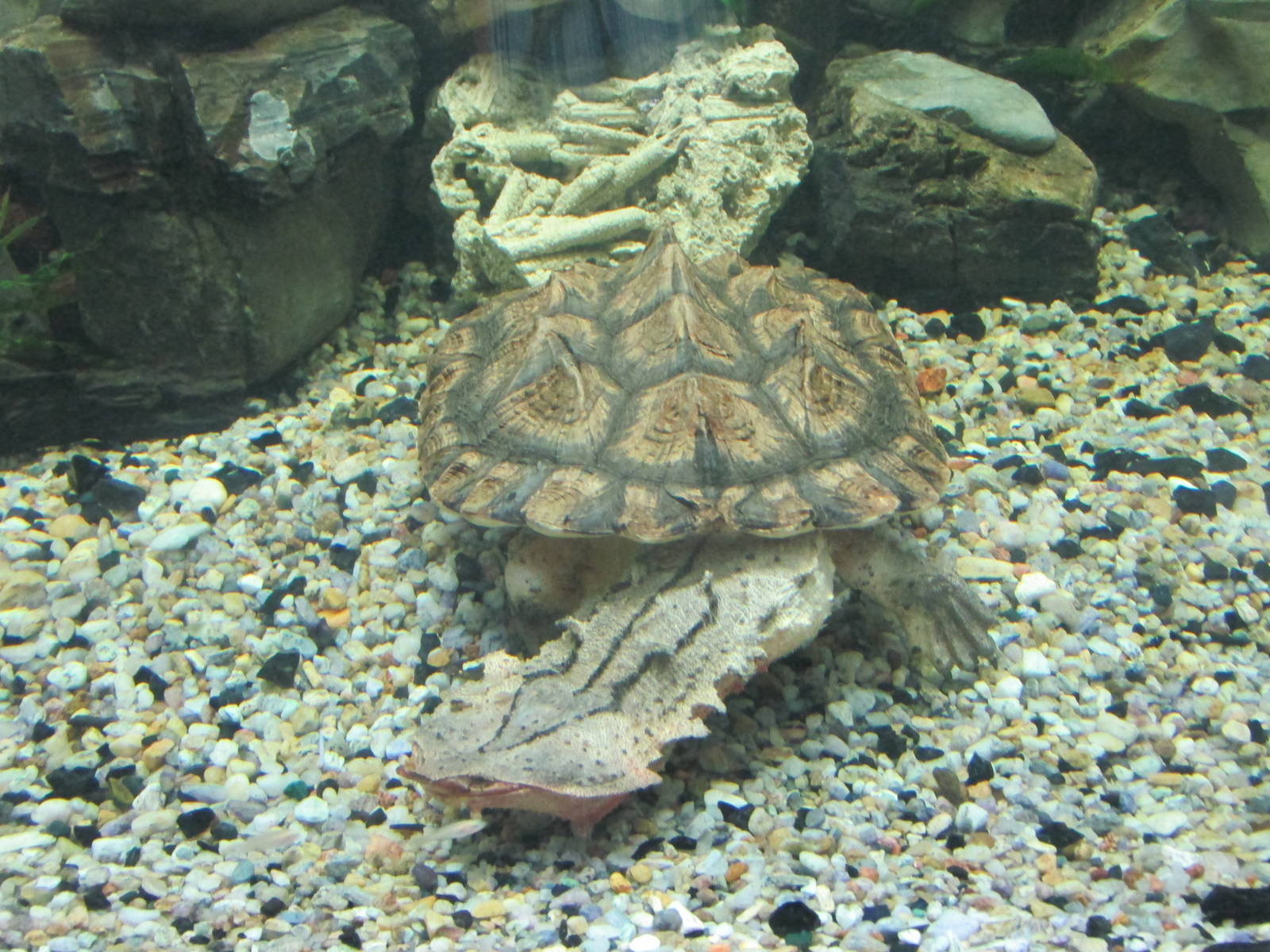matamata turtle acuario inbursa