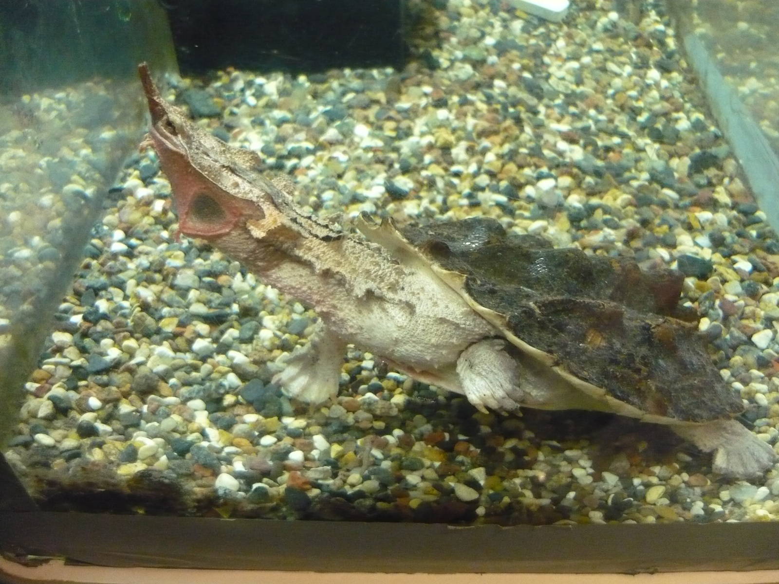 Matamata turtle (Chelus fimbriatus)