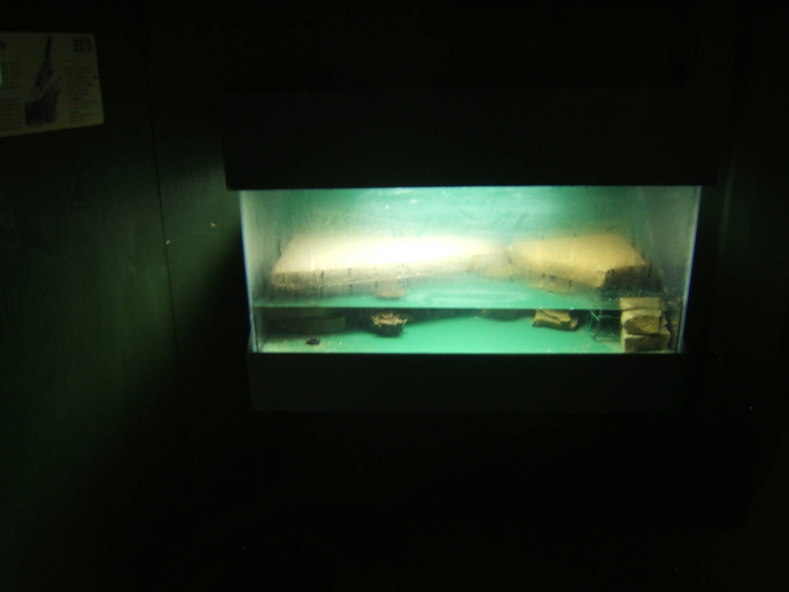 Matamata turtle exhibit