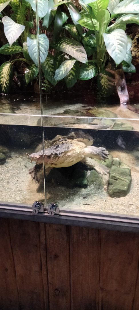 Matamata turtle in the Matamata Pavilion
