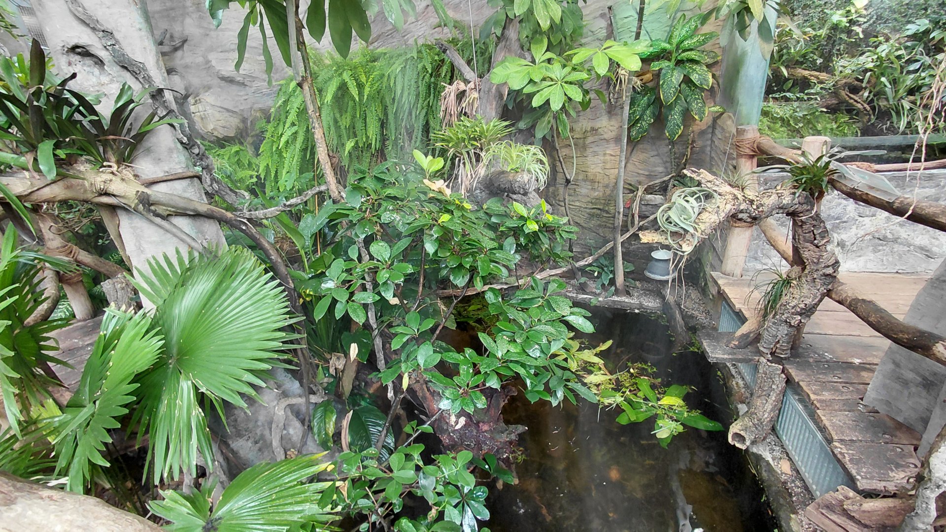 Matamata - turtle pond