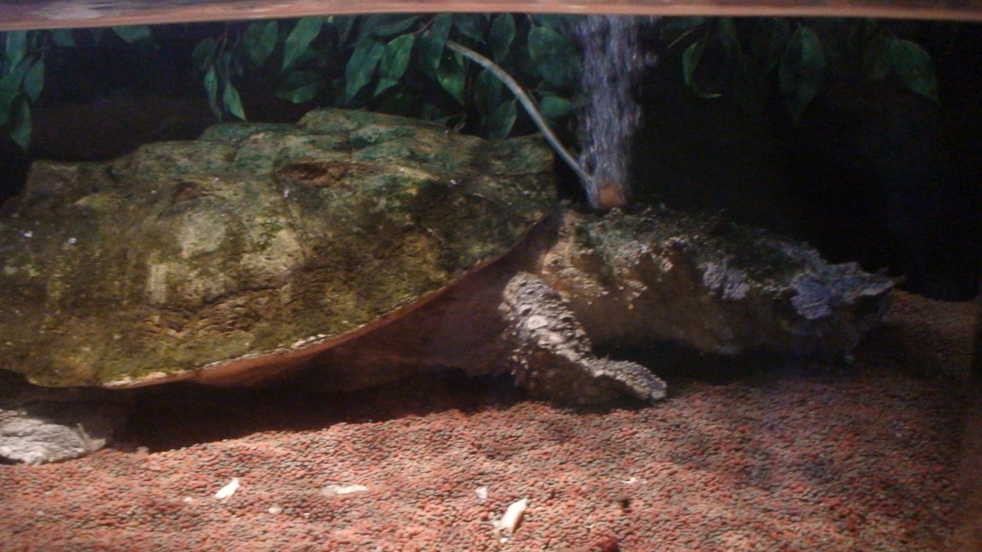 Matamata Turtle