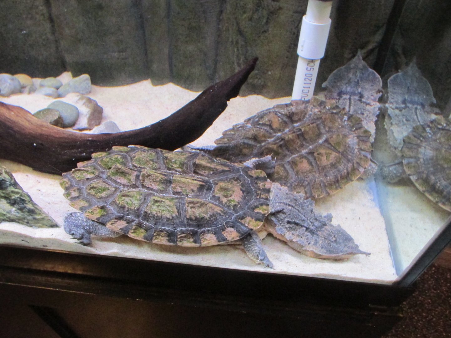 matamata turtles