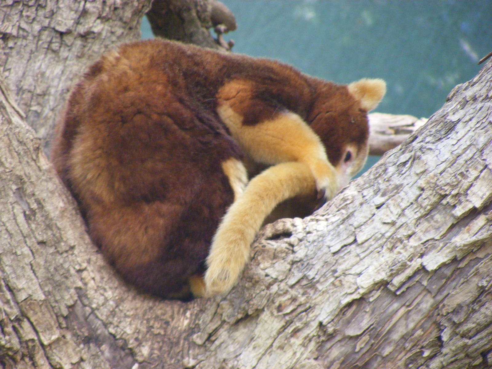 Matchie's(?) Tree-kangaroo - April, 2010