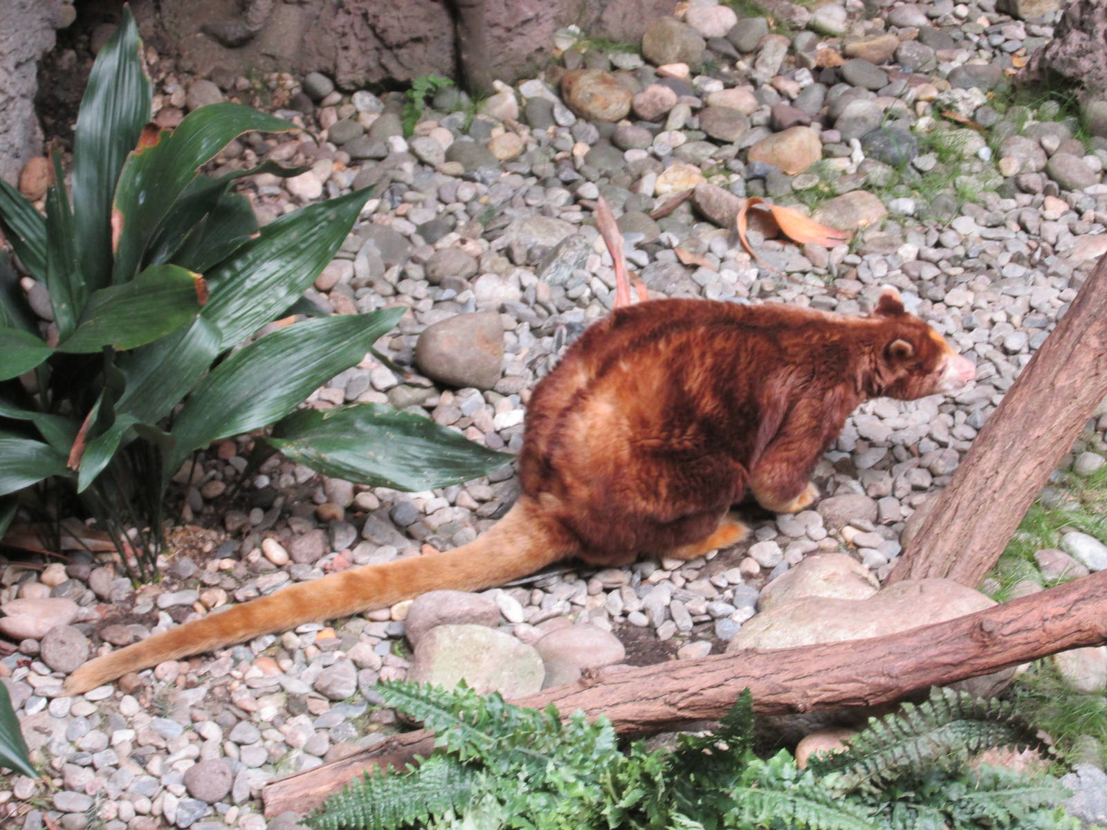 matchie's tree kangaroo bronx zoo
