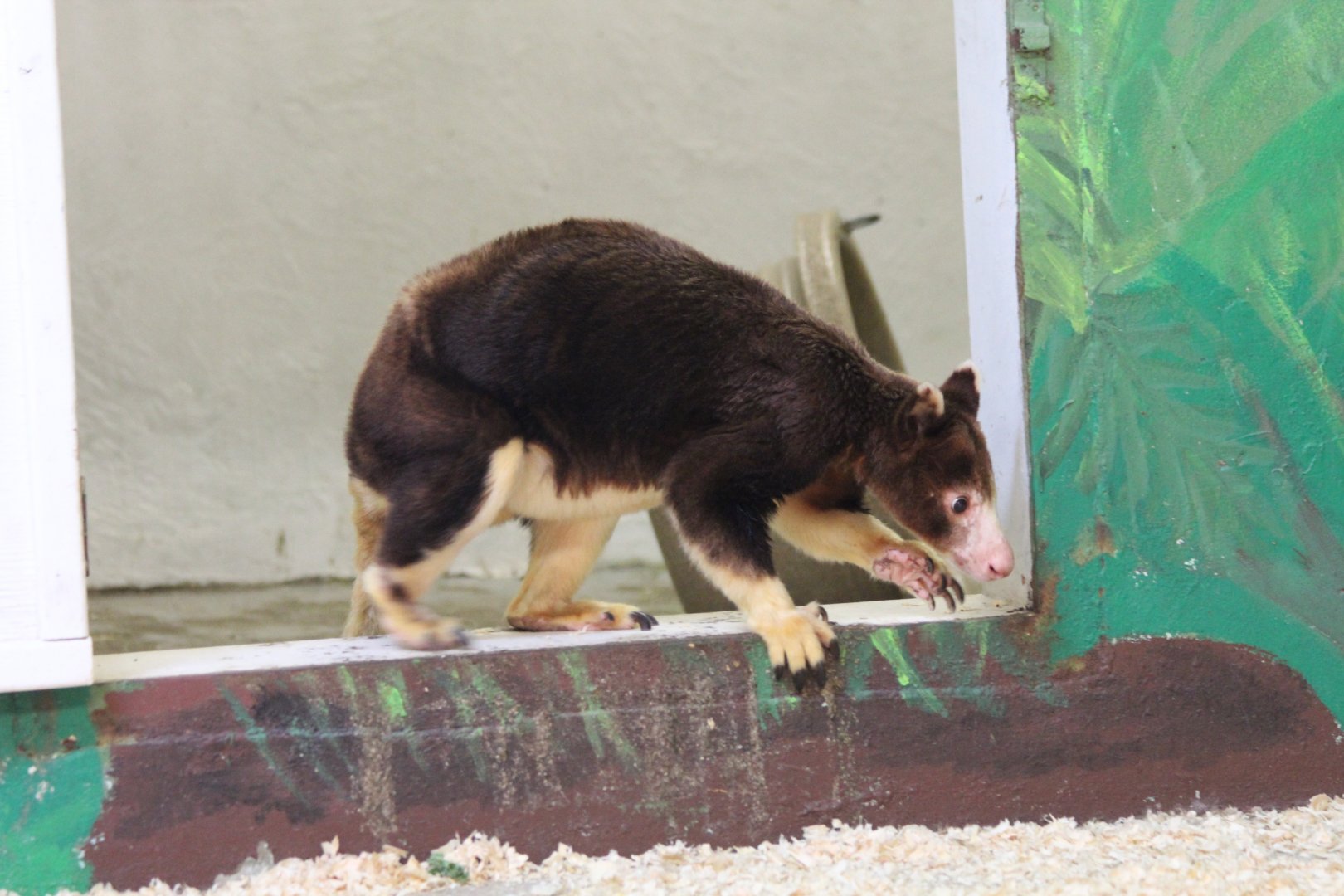 Matchie's Tree Kangaroo - Oct 2017