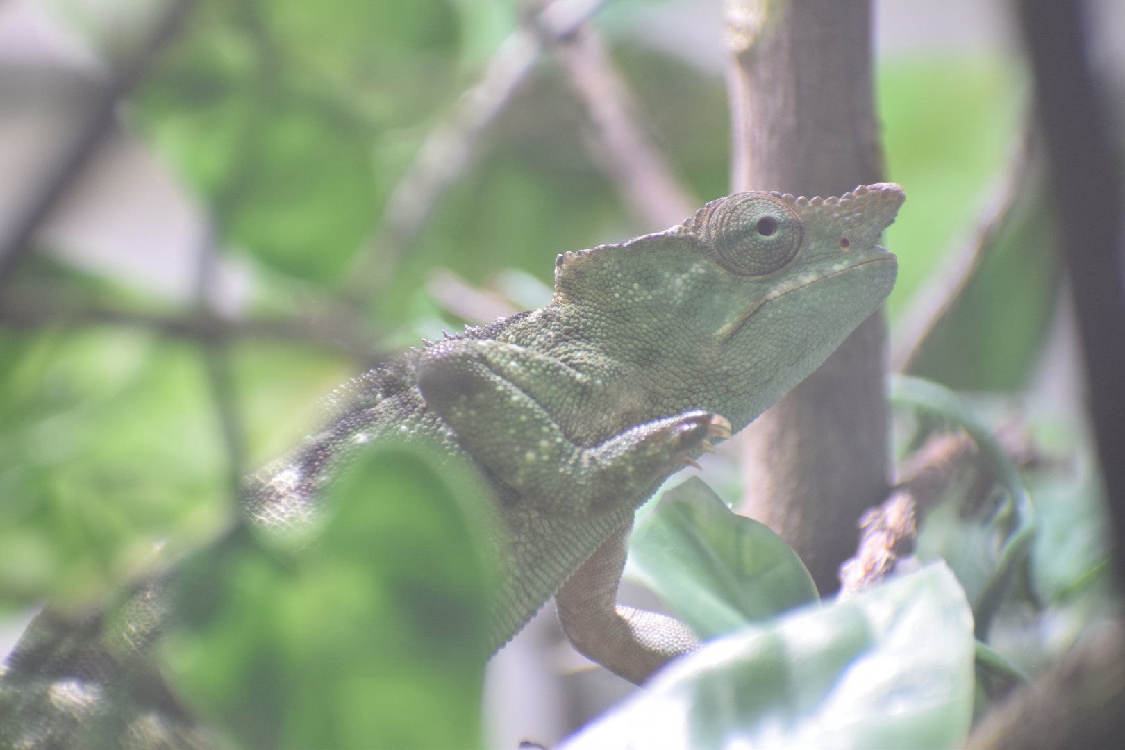 Matchie's two-horned chameleon
