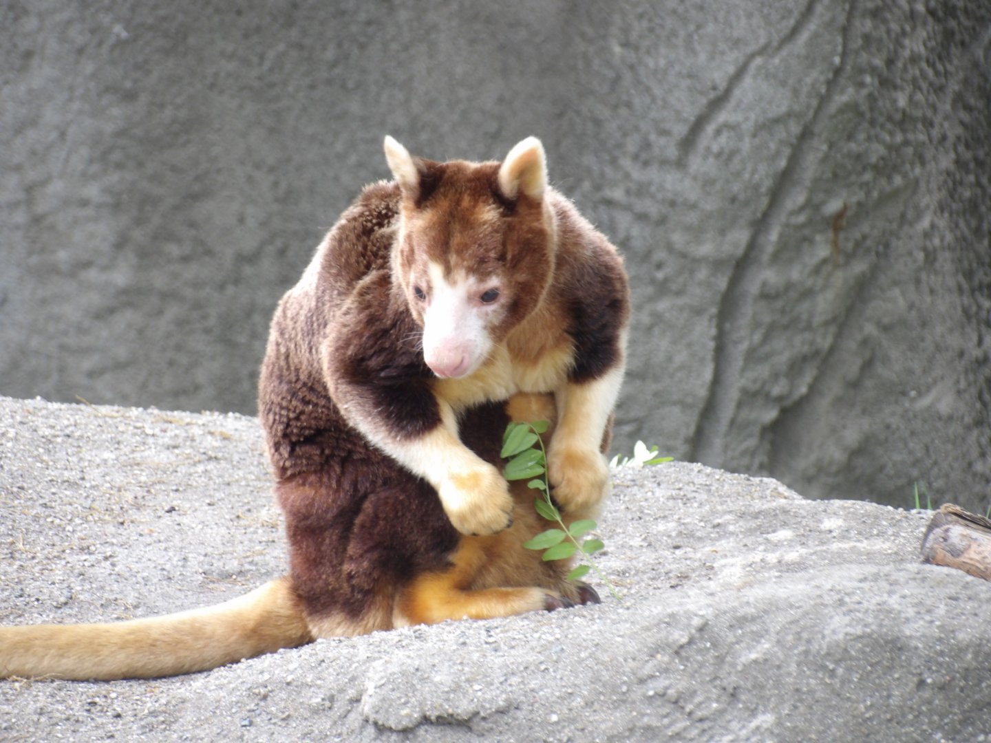 Matchies's Tree Kangaroo "Almond Joy"