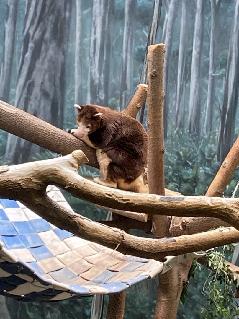 Matchsie’s Tree Kangaroo