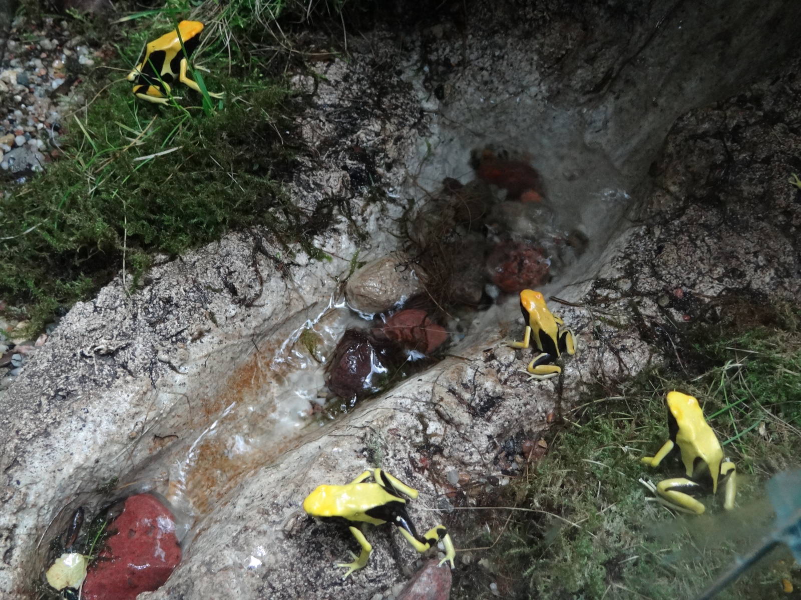 Matecho poison dart frog