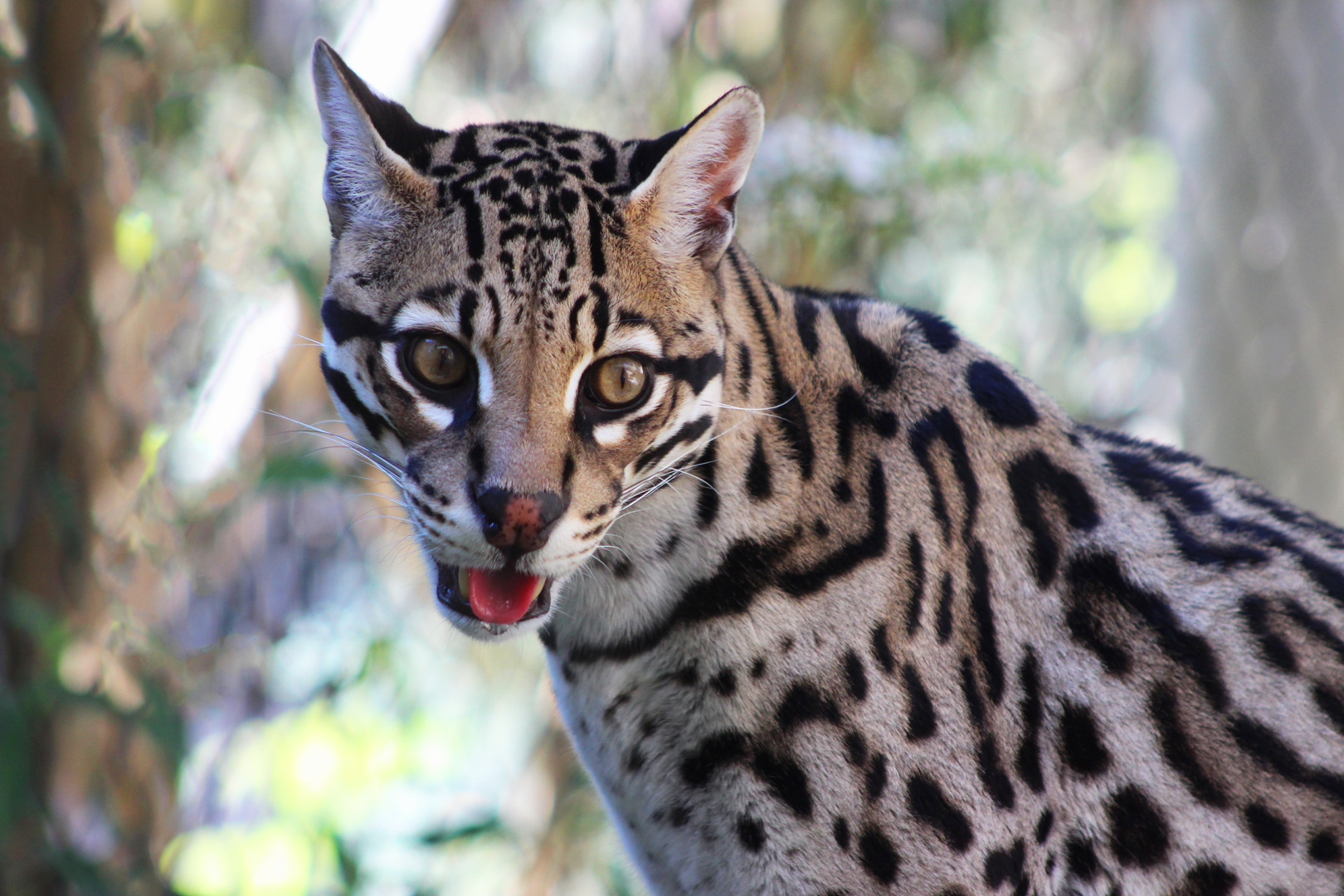 Mateo the Ocelot