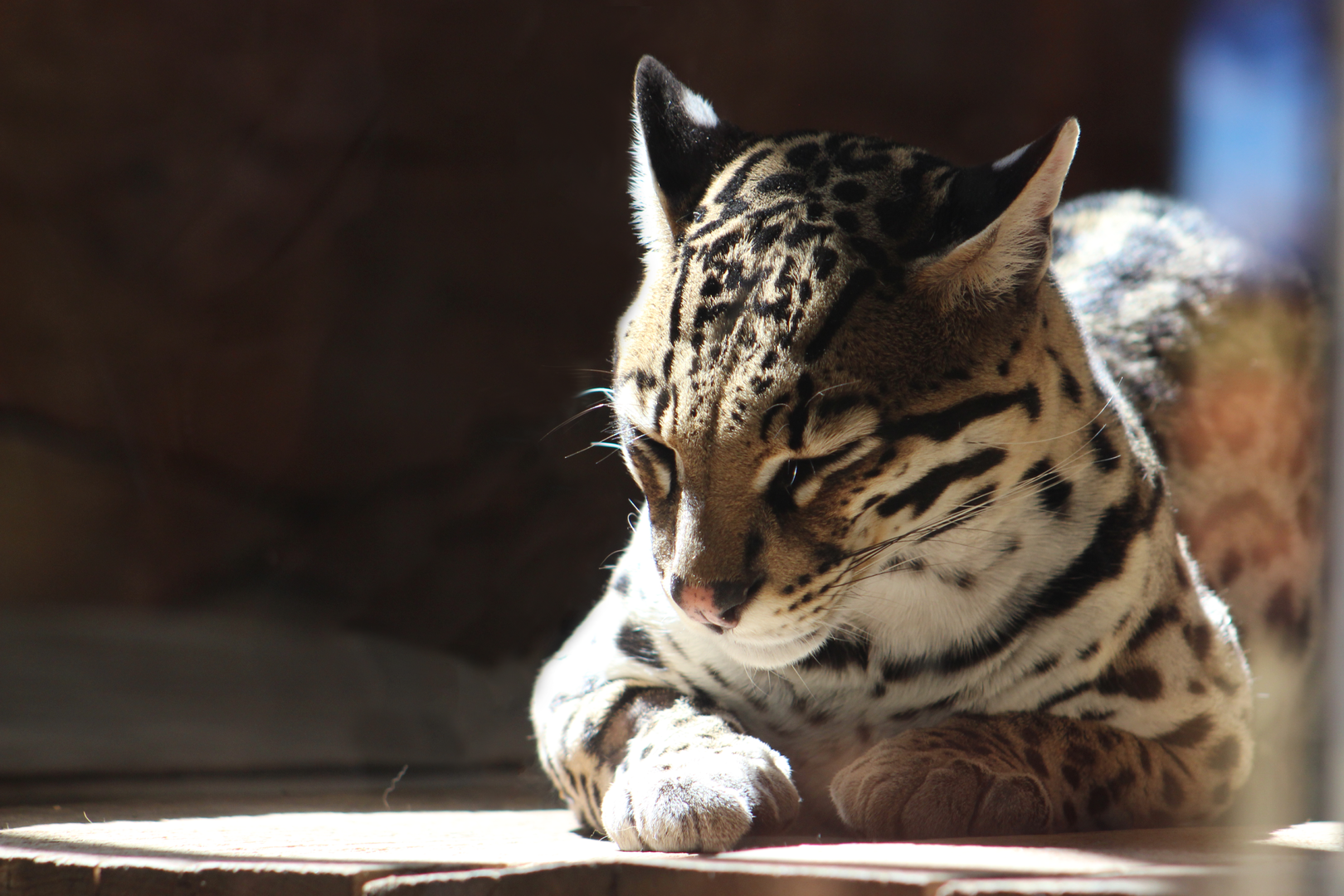 Mateo the Ocelot