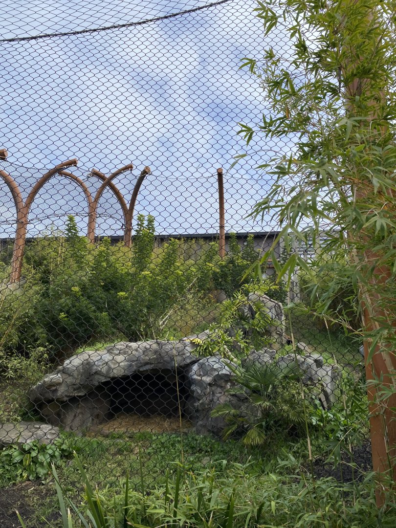 Maternity Sumatran Tiger enclosure