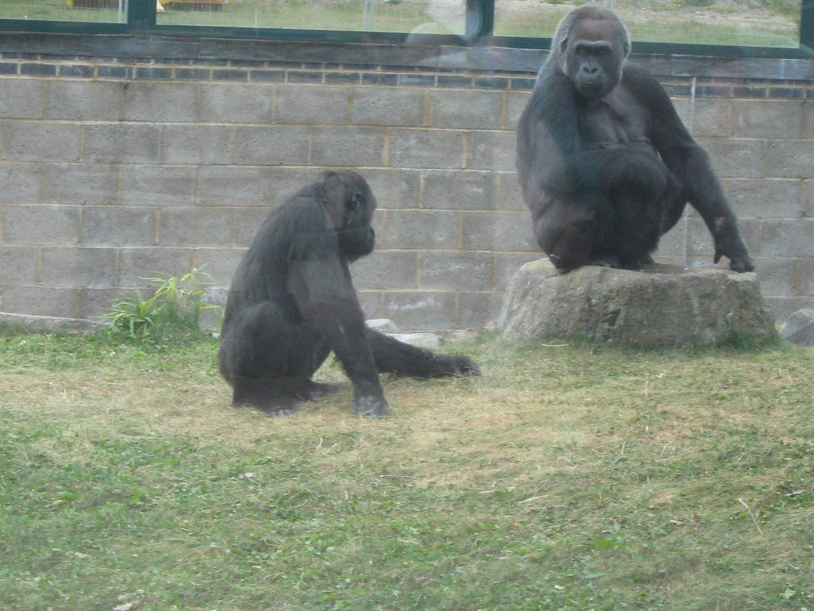 Matidi and 1 other gorilla 4.10.09