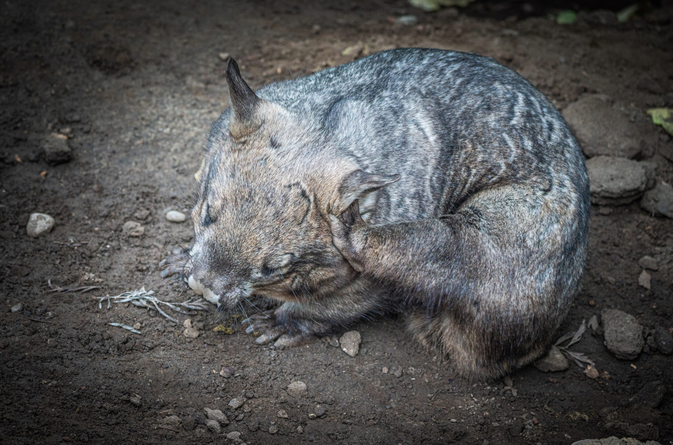 Matilba the female Southern Hairy-nosed Wombat