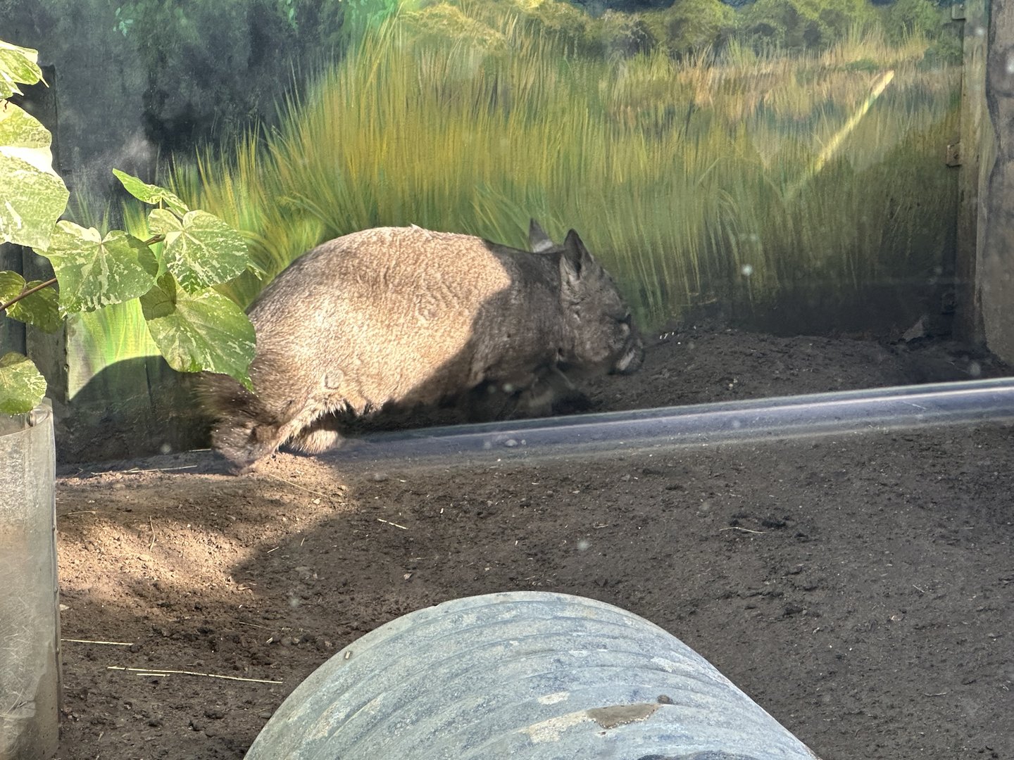 Matilba the Wombat