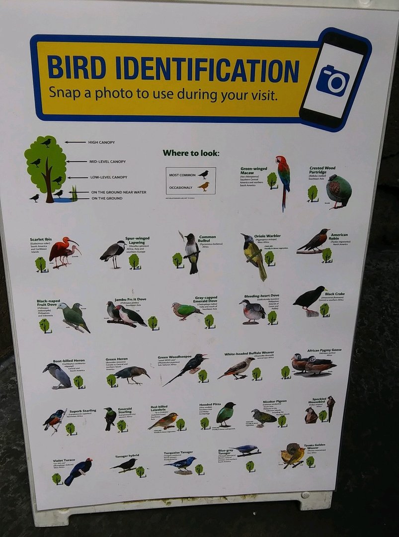 Matilda R. Wilson Free Flight Aviary Birds (May 28, 2023)