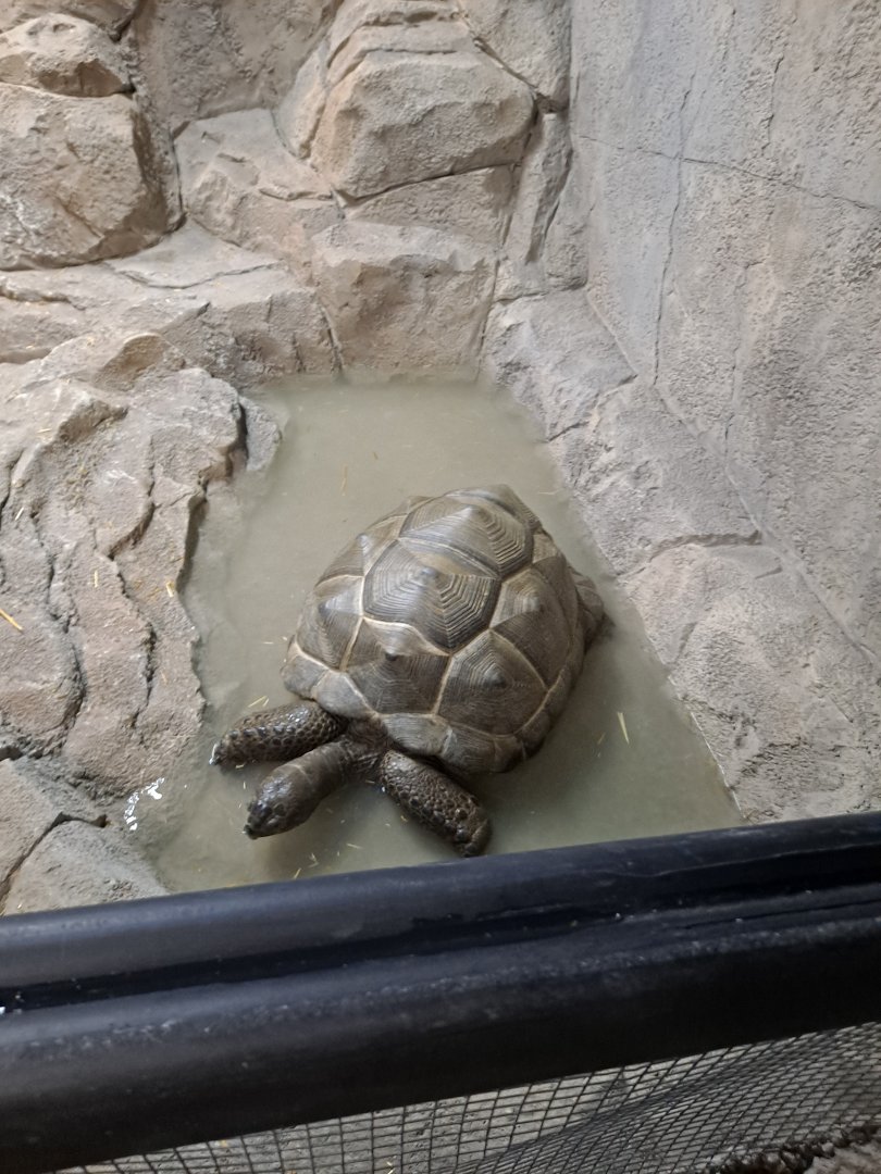 Matilda the Aldabra Tortoise (4/19/25)