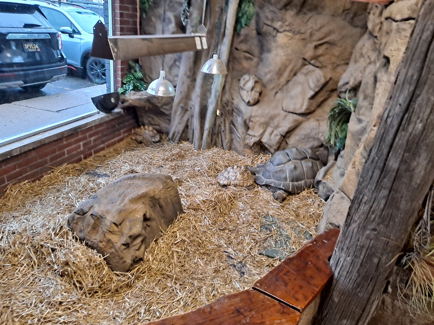 Matilda the Aldabra Tortoise and Leopard Tortoises (11/14/24)