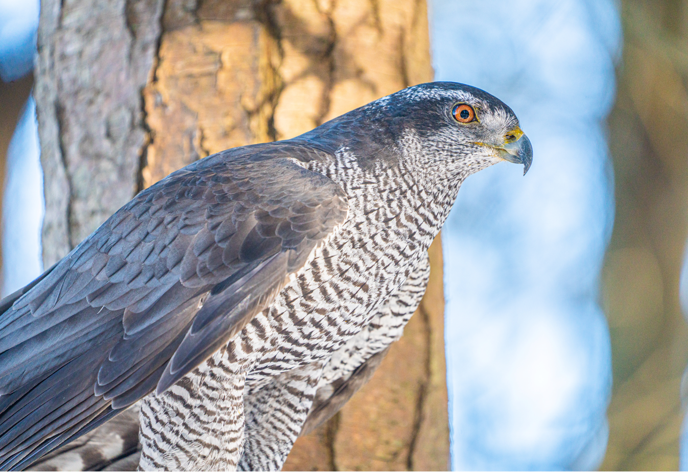 Matilda the female Northern Goshawk
