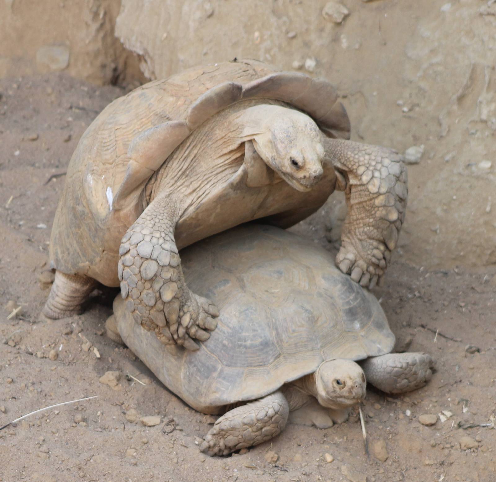 Mating African spurred tortoises