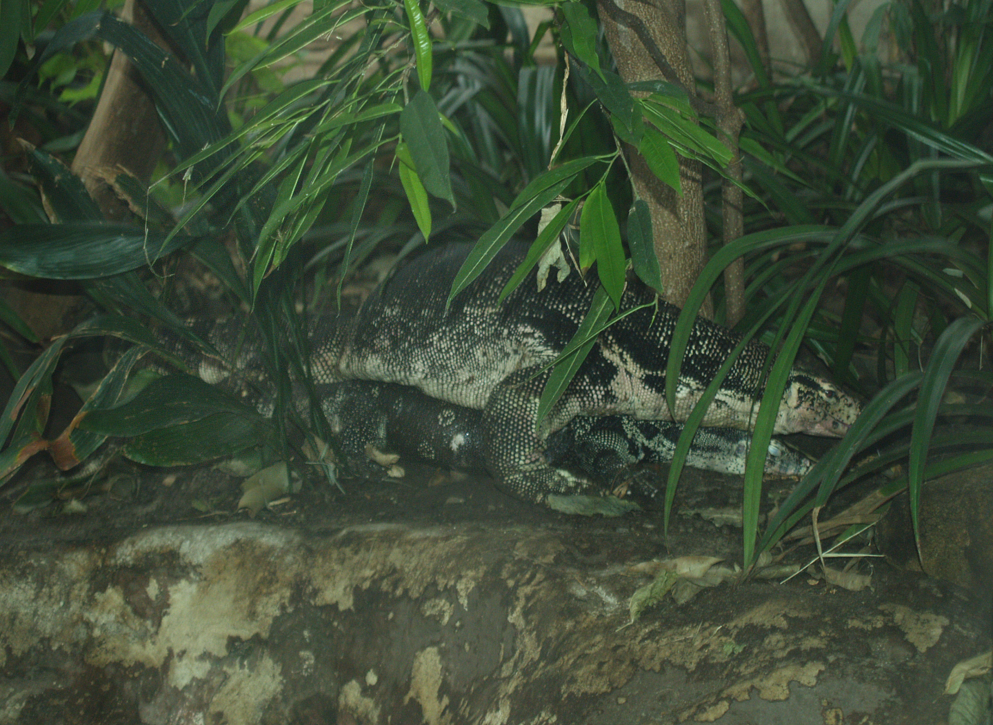 Mating Asian water monitors (Varanus salvator), 2008-03-01