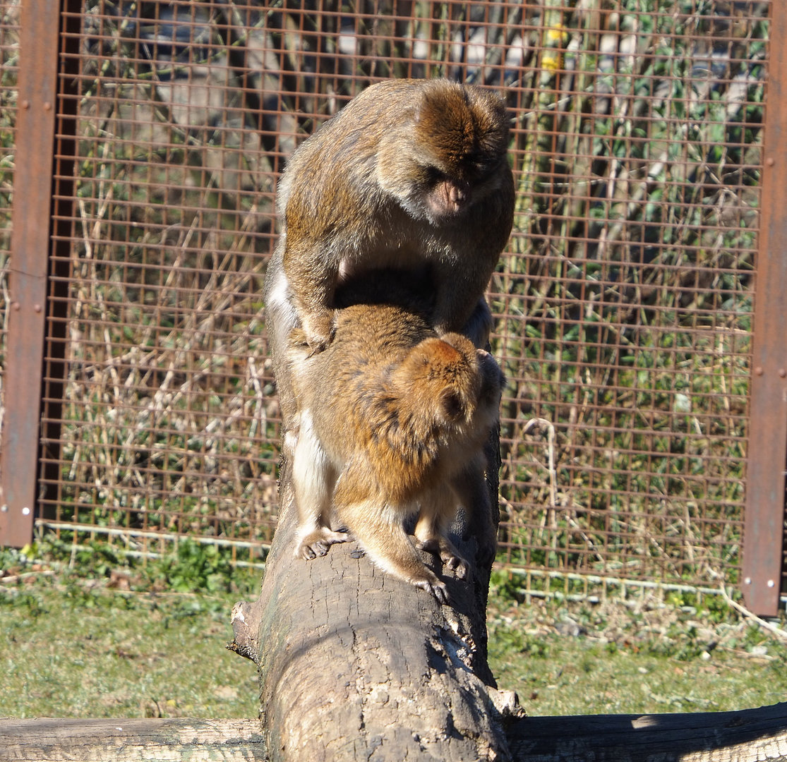 Mating Barbary macaques (Macaca sylvanus), 2022-03-08