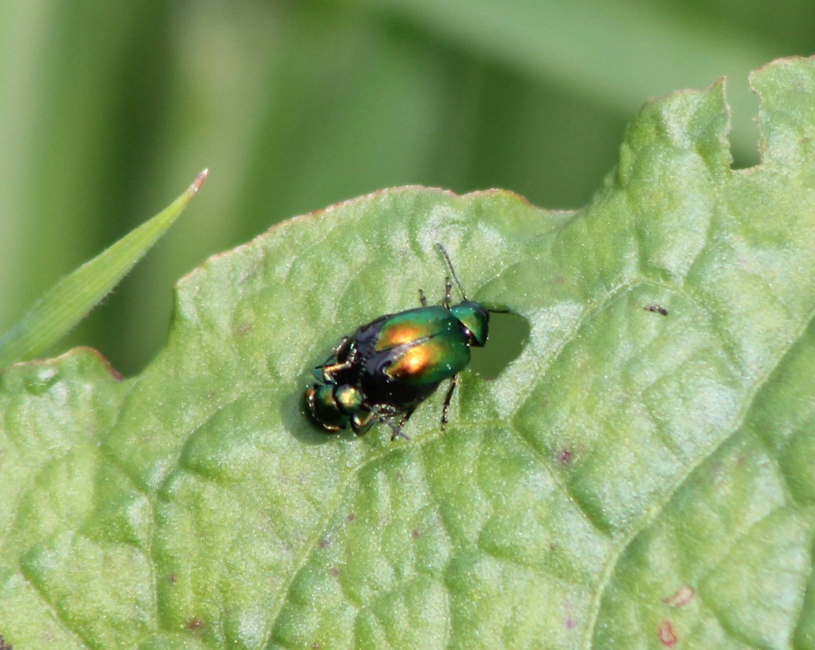 Mating beetles ID