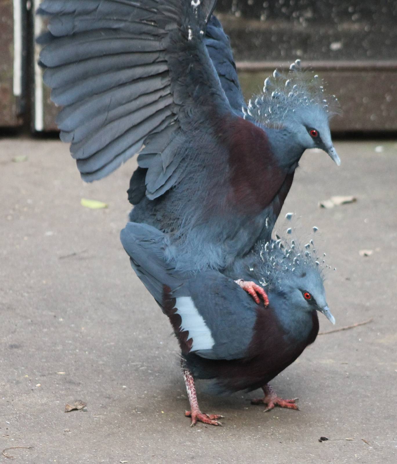 Mating-behaviour Victoria crowned pigeons