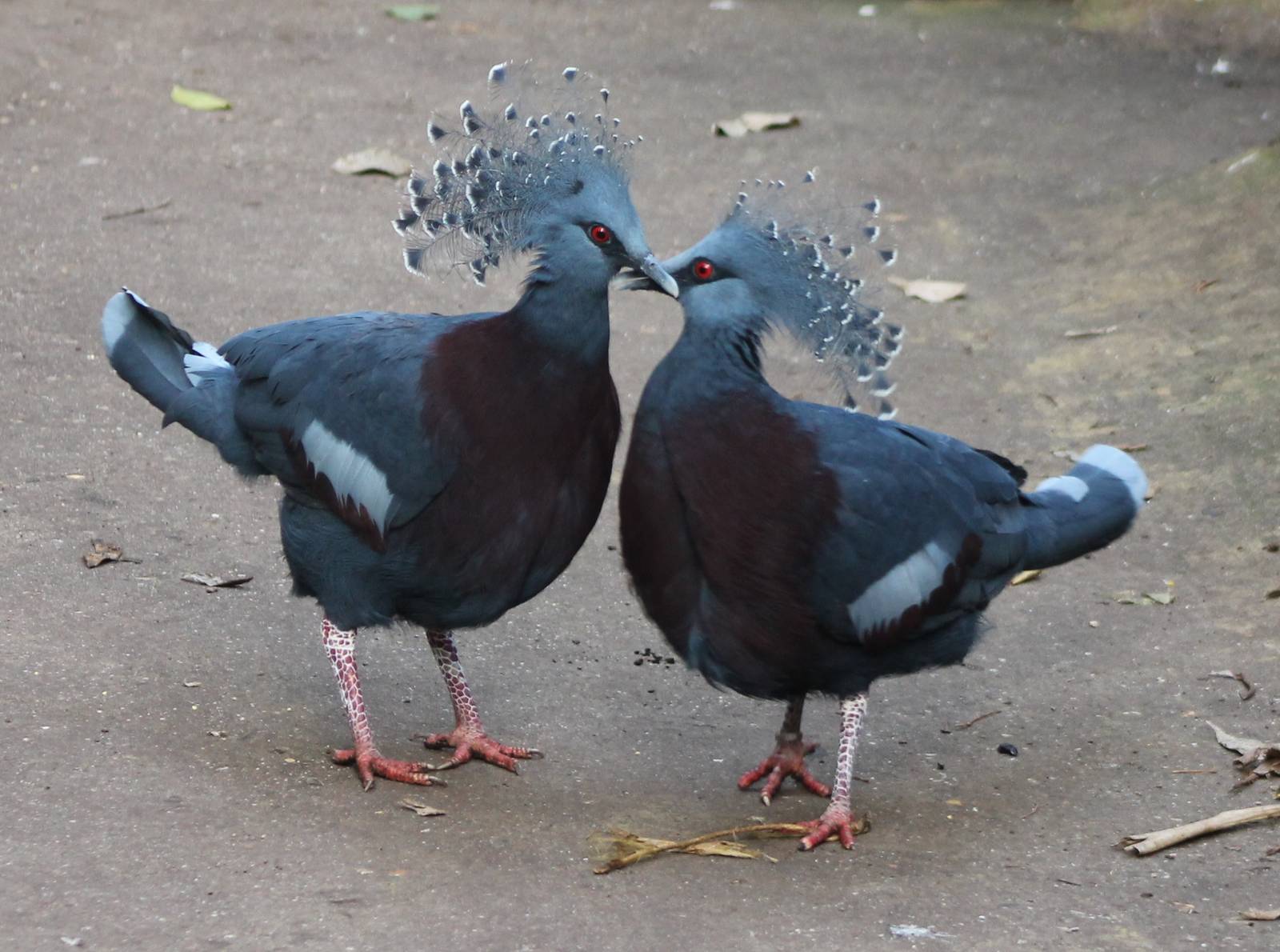 Mating-behaviour Victoria crowned pigeons