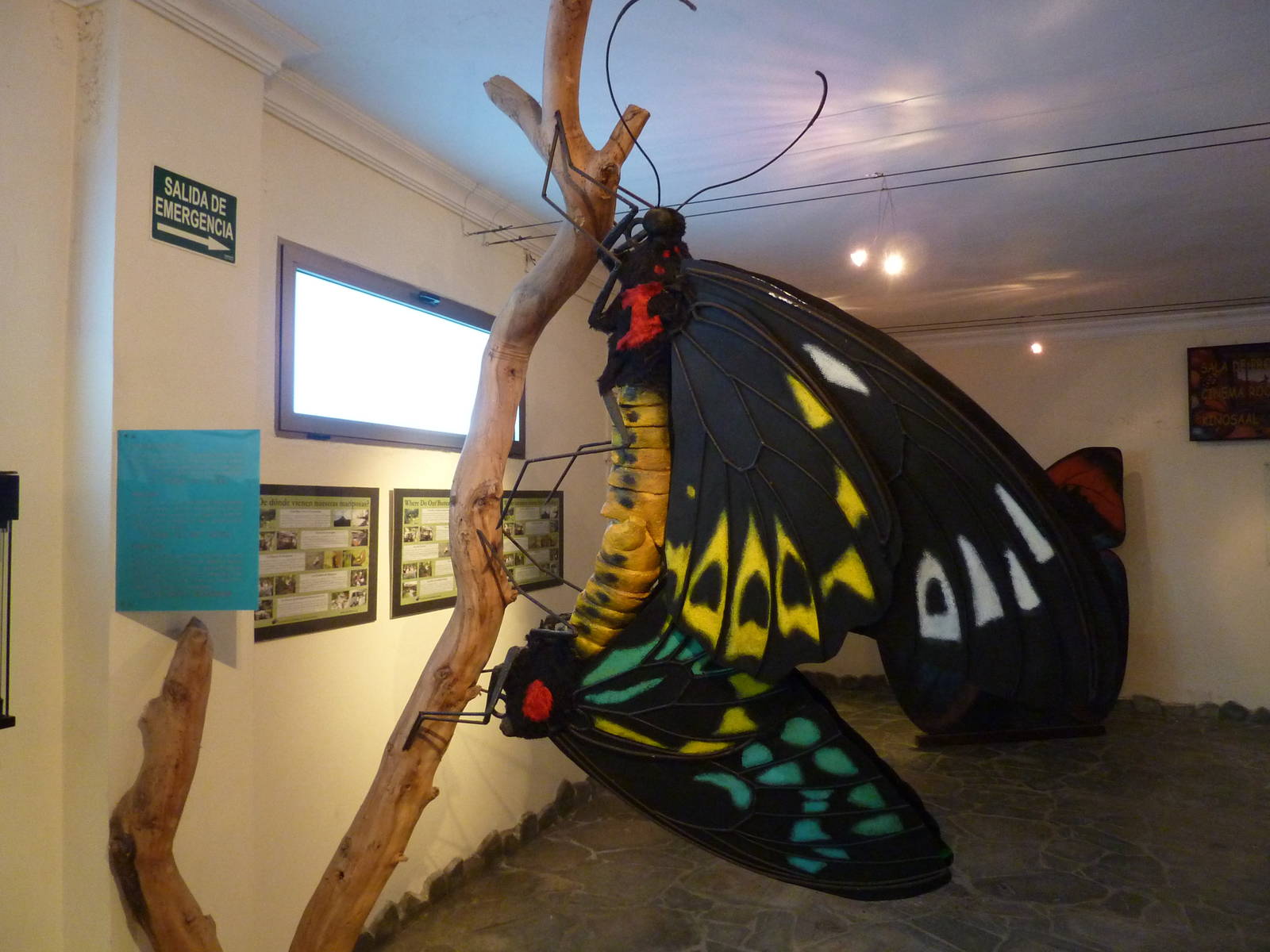 Mating birdwings, December 2012