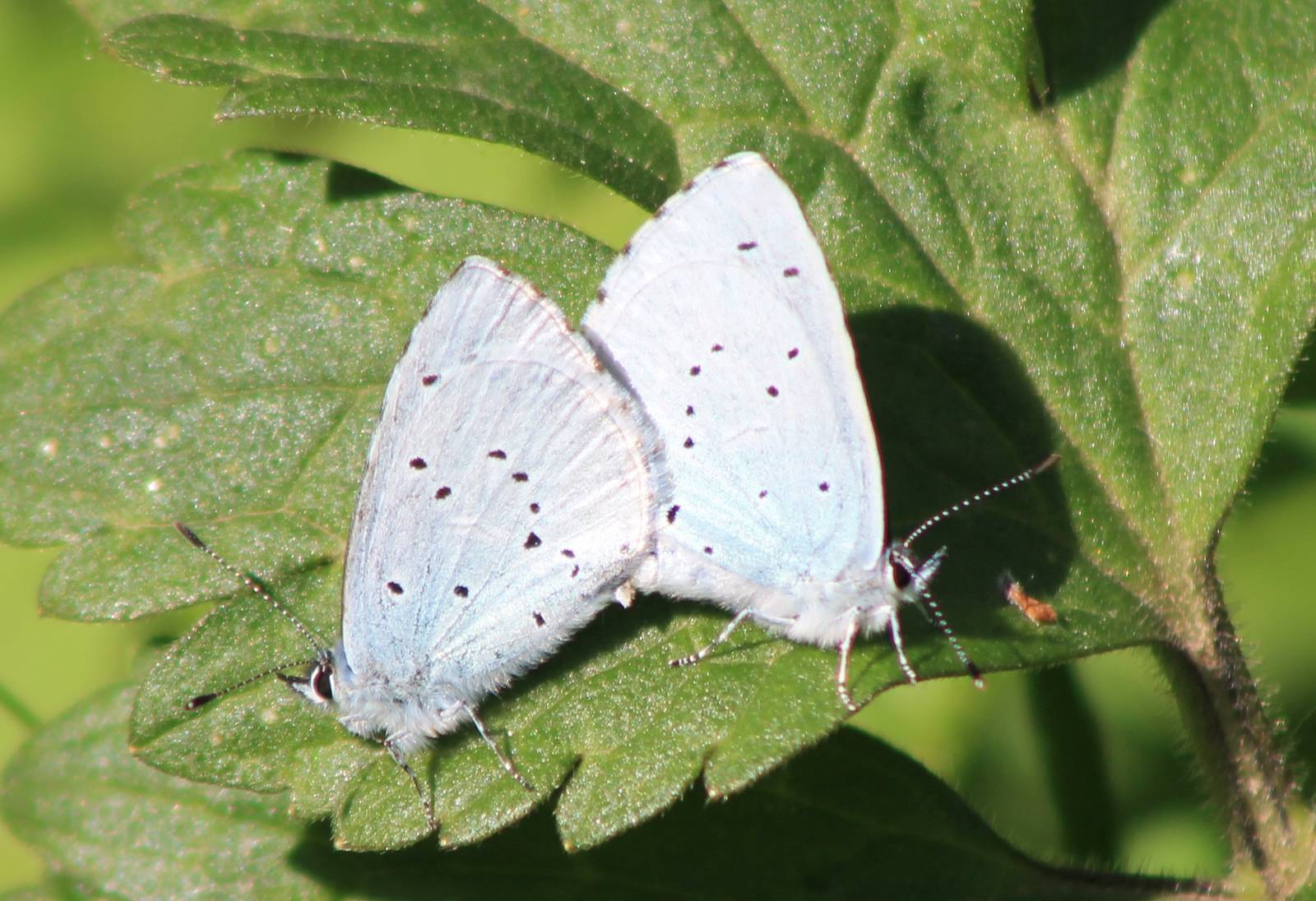 mating blue butterflies