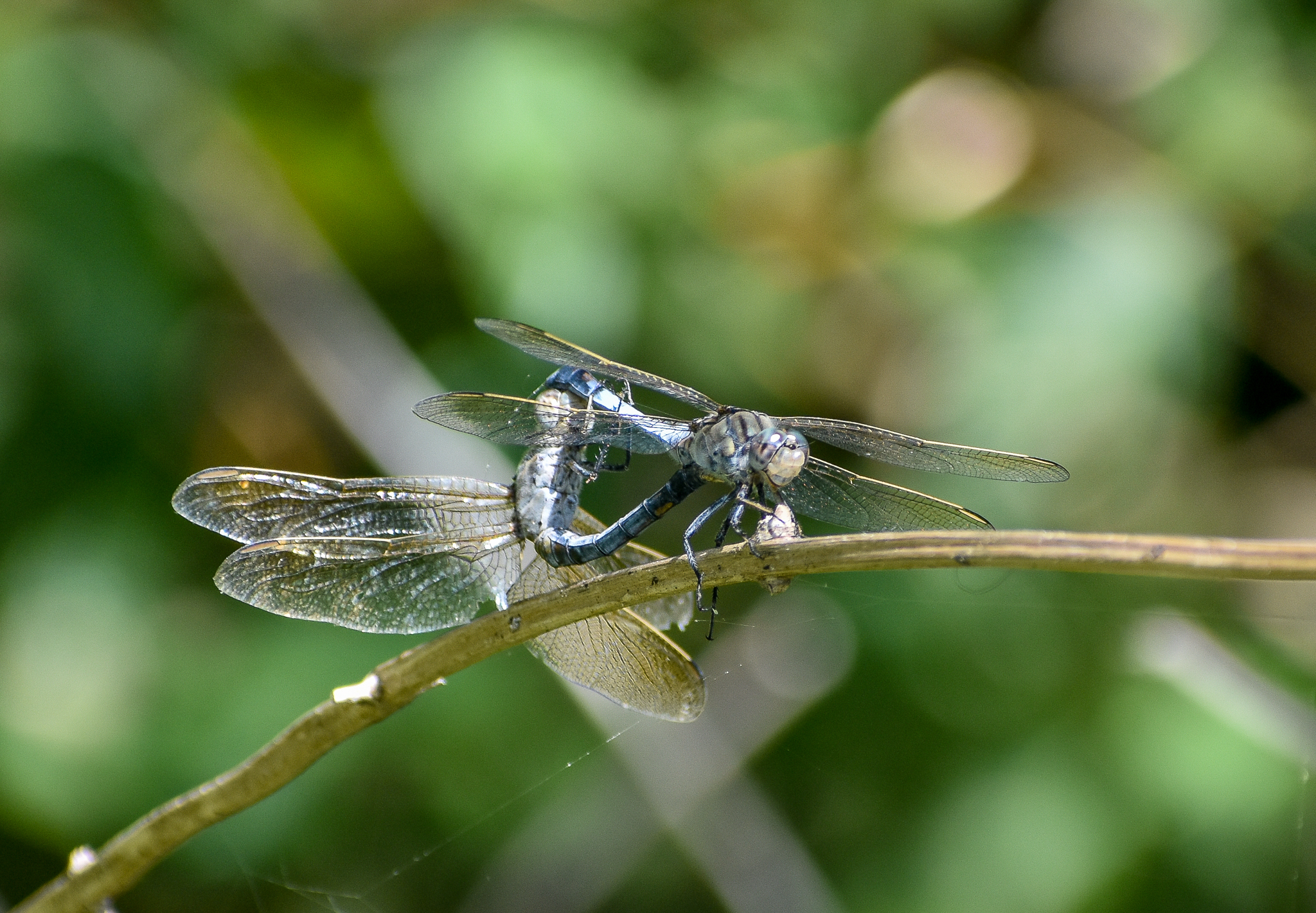 mating Blue Skimmers