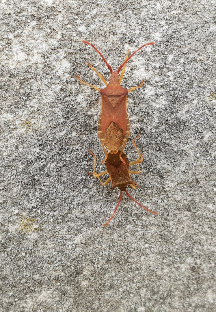 Mating Box bugs - Gonocerus acuteangulatus