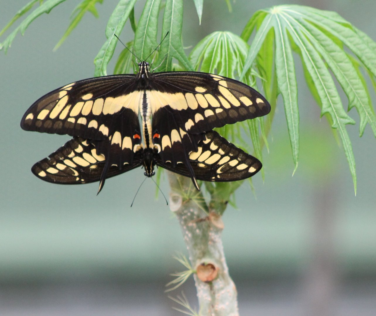 Mating (?) butterflies