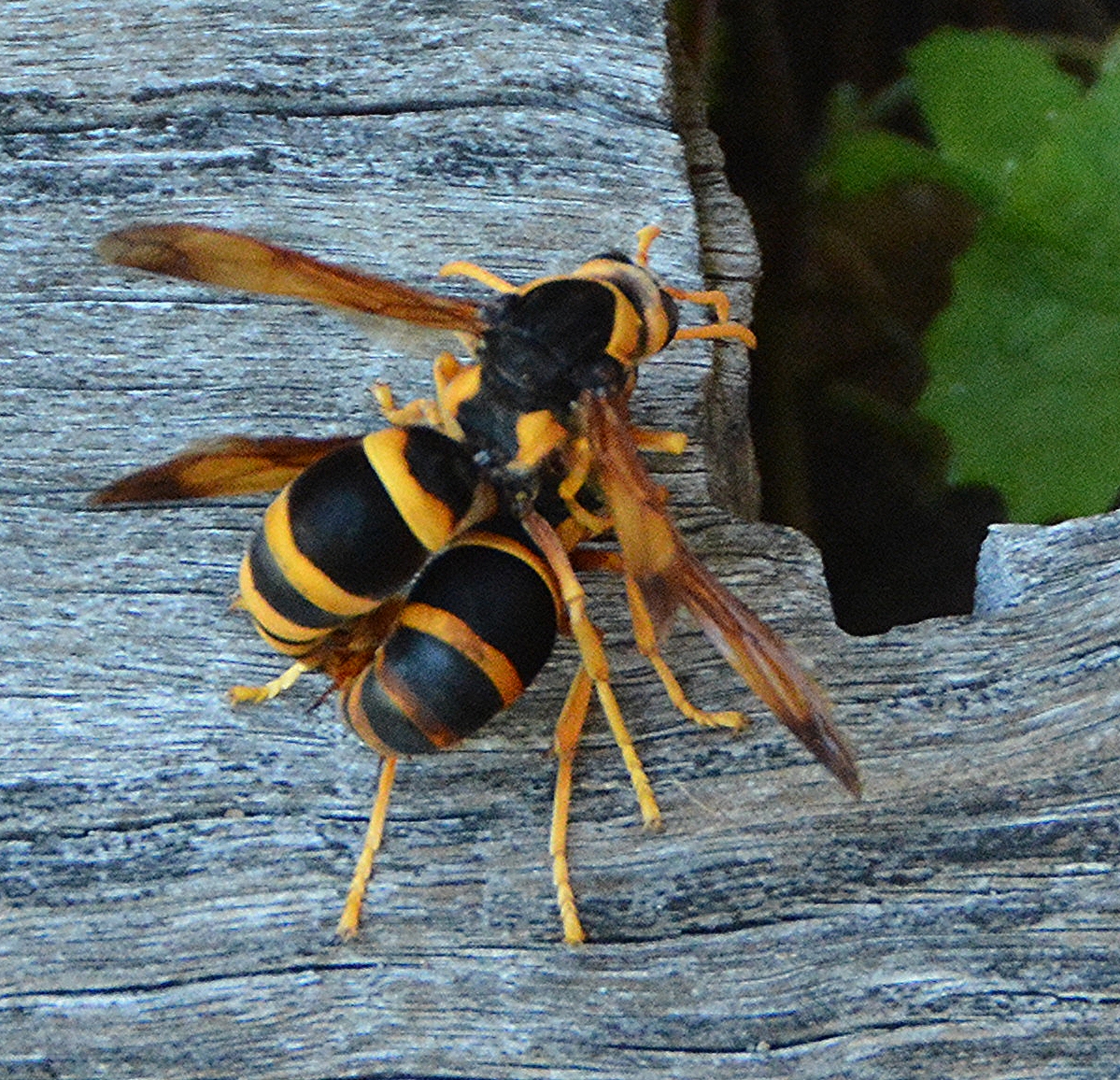 Mating Cobbler (?) wasps