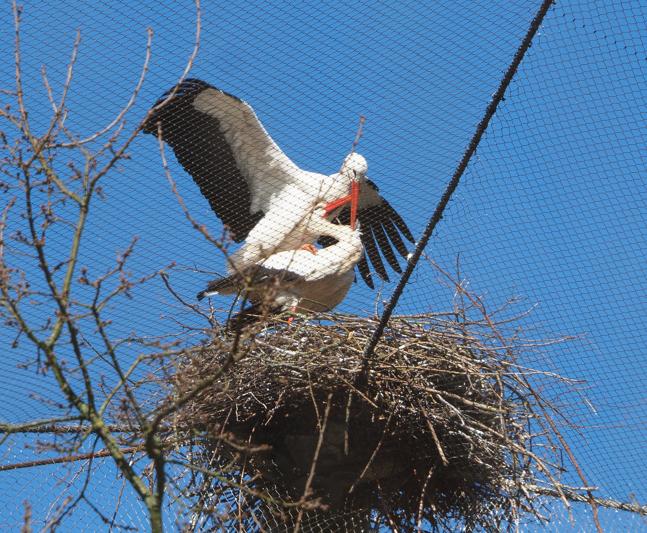 Mating European white storks (Ciconia ciconia ciconia), 2022-03-08