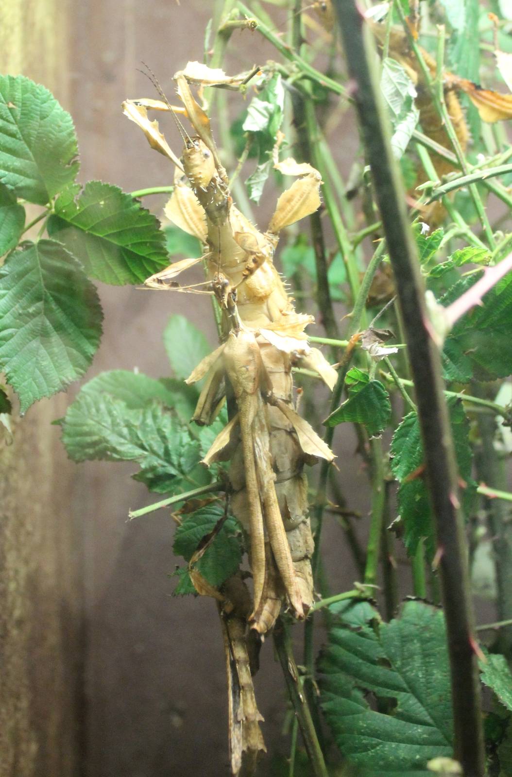 Mating Extatosoma tiaratum