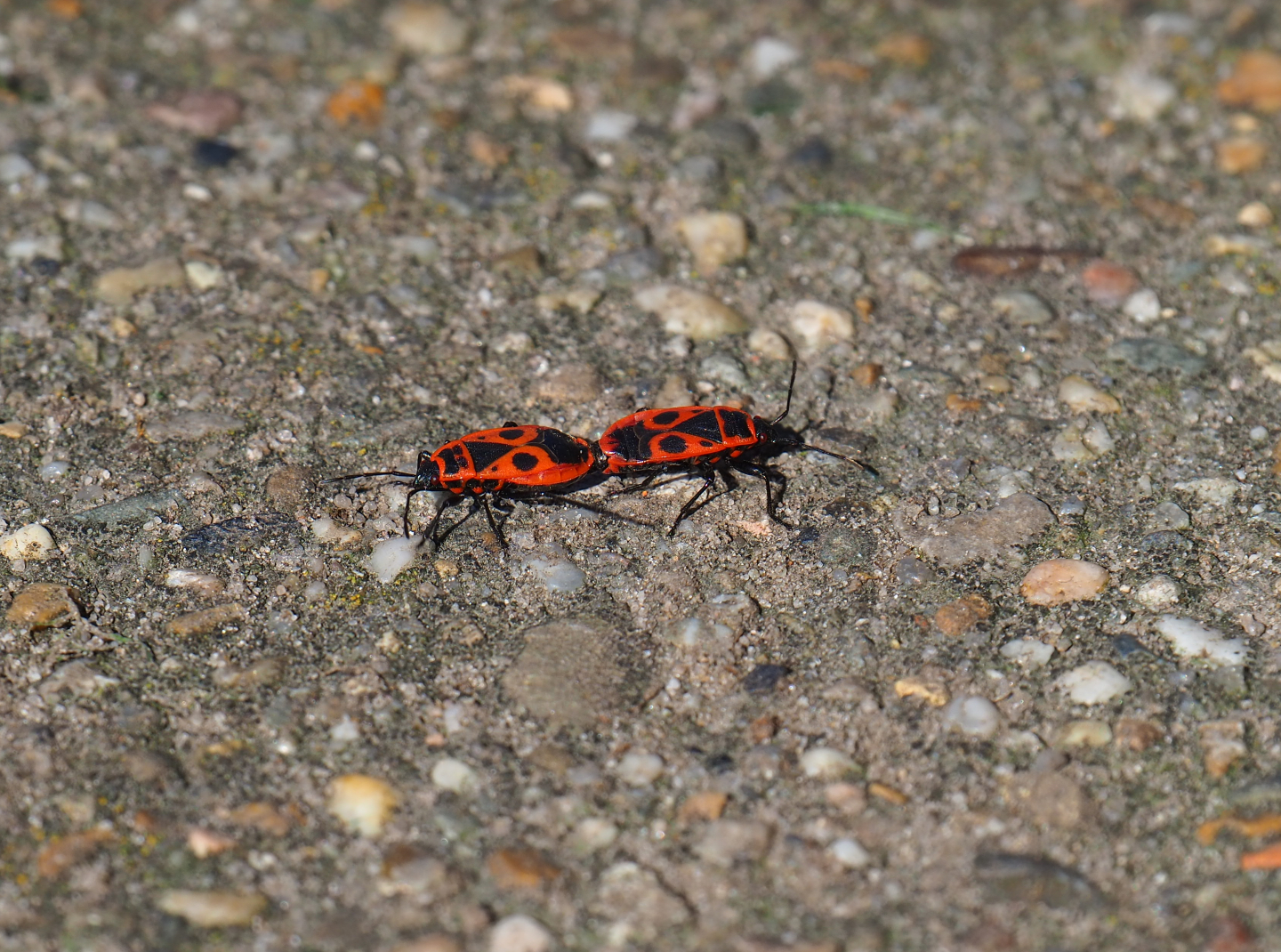 Mating Firebugs (Pyrrhocoris apterus), 2020-03-25