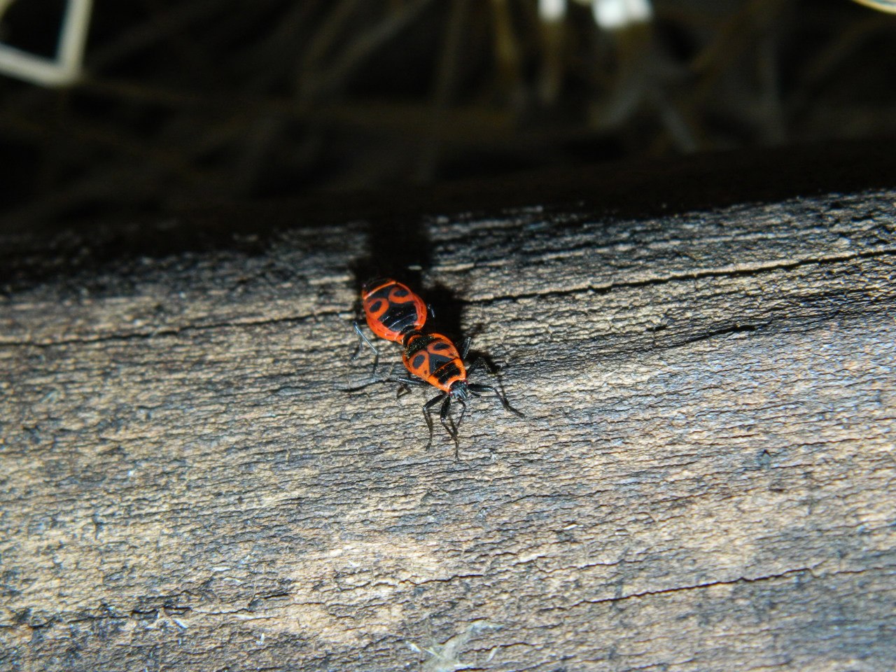 Mating Firebugs (Pyrrhocoris apterus)