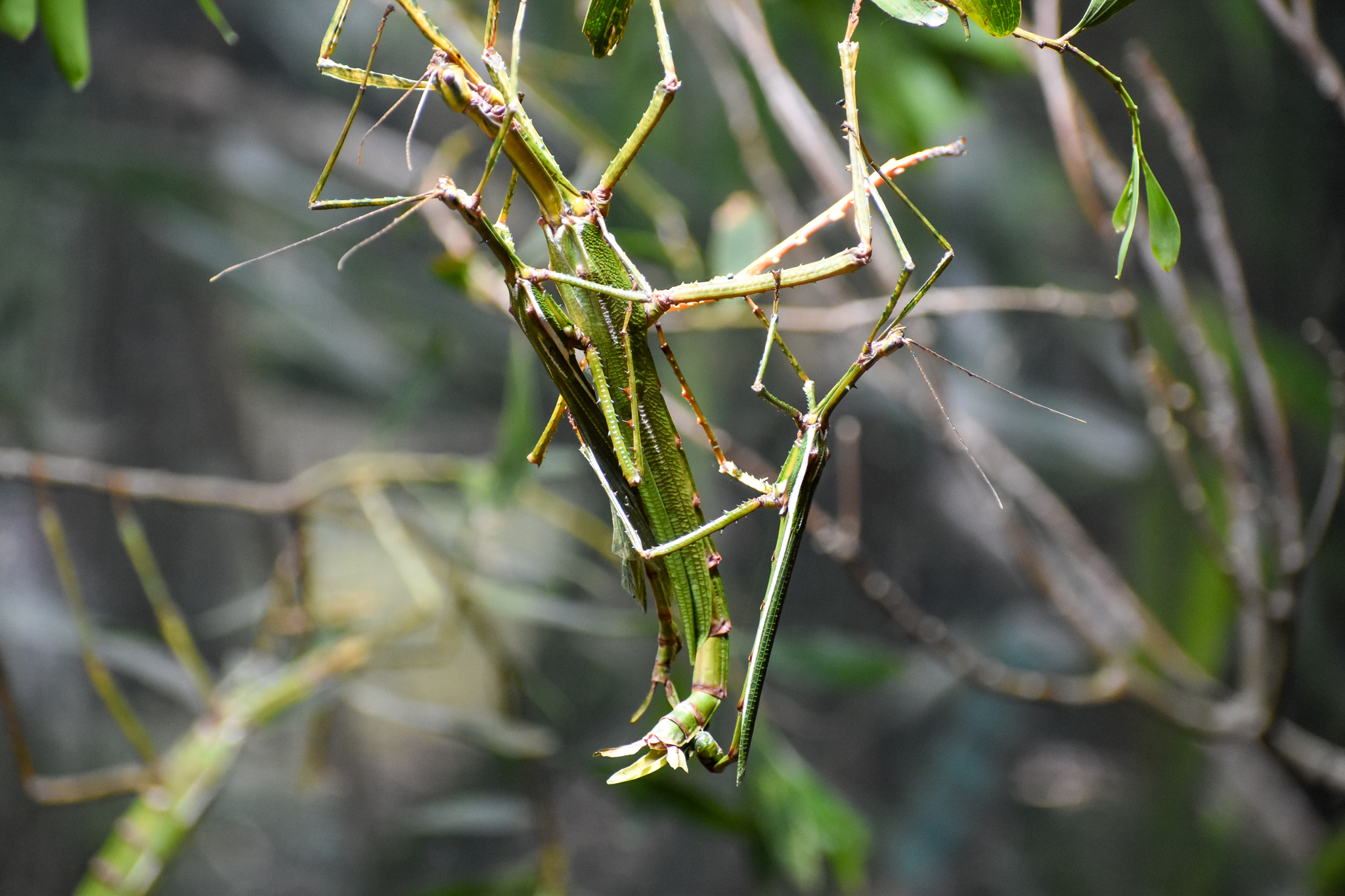 mating Goliath Stick Insects