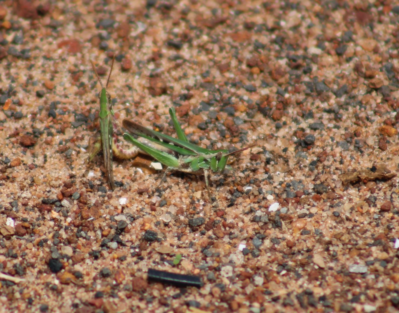 Mating Grasshoppers