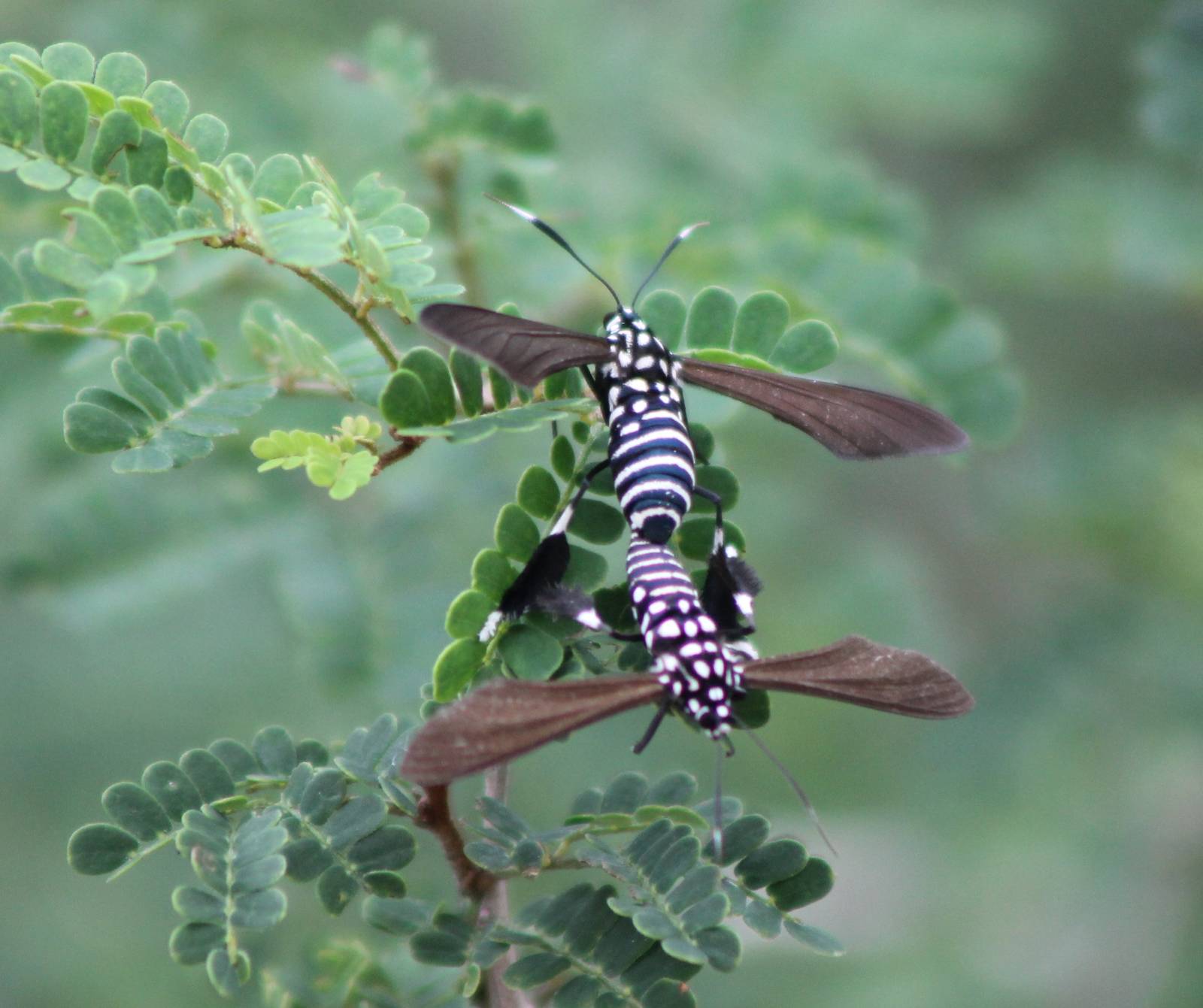 Mating Horama plumipes